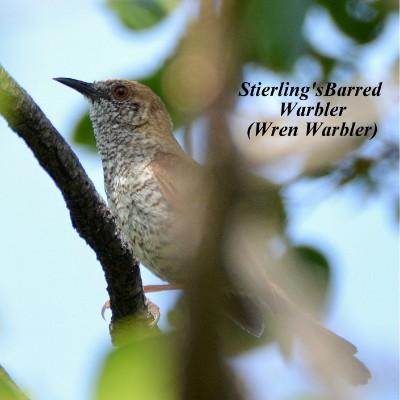 Wren Warbler